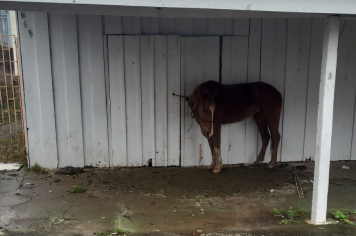 ANIMAL ABANDONADO É RESGATADO EM RESIDÊNCIA DESOCUPADA NO CENTRO DE SOLEDADE